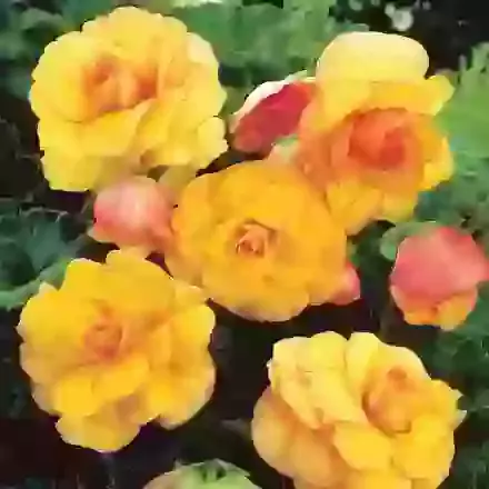 Picotee Yellow & Red